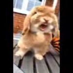 Cute rabbit yawn!!!!!