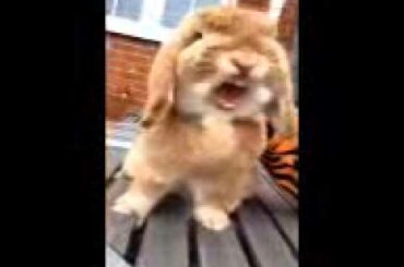 Cute rabbit yawn!!!!!