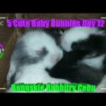 5 Cute Baby Bunnies Day 12 (DOB: February 21, 2020) - Bongskie Rabbitry Cebu - Bisdak Edition
