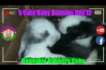 5 Cute Baby Bunnies Day 12 (DOB: February 21, 2020) - Bongskie Rabbitry Cebu - Bisdak Edition
