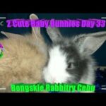 2 Cute Baby Bunnies Day 33 (DOB: Jan 30, 2020) - Bongskie Rabbitry Cebu - Bisdak Edition