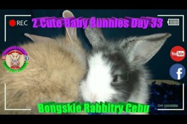 2 Cute Baby Bunnies Day 33 (DOB: Jan 30, 2020) - Bongskie Rabbitry Cebu - Bisdak Edition