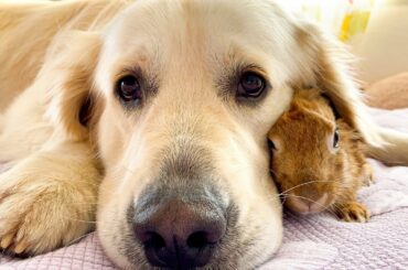 Amazing Love Between Dog and Rabbit - Cutest Video Ever