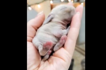 This Adorable Newborn Baby Bunny Will Melt Your Heart