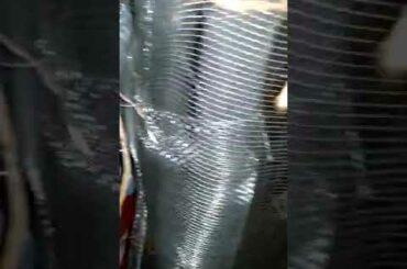 Bunny's playing in their cute bunny house