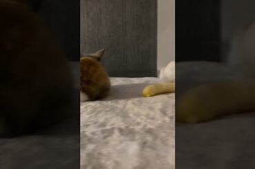 #bunny #rabbit #fun #cute                                     Cute littles bunny’s