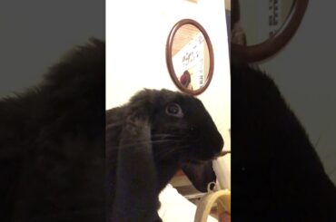 Cute rabbit loves to eat banana 😋🍌