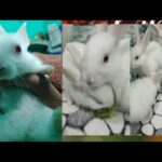 My cute rabbits 🐰🐰🐇🐇😘❤️