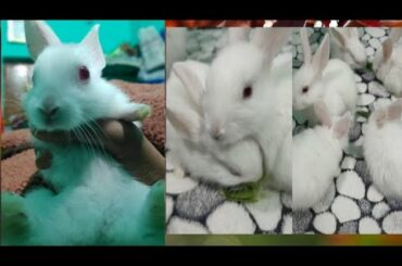 My cute rabbits 🐰🐰🐇🐇😘❤️