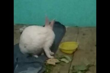 Cute rabbit  Part 2 #animals