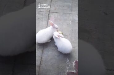 Cute 😍 rabbits compitetion