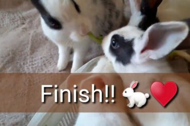 Pet Baby Rabbits Eating Cauliflower | Bunny Feed options | Faisal Zulfiqar