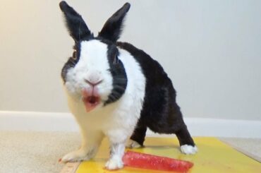 Rabbit eating watermelon for his Birthday! ASMR