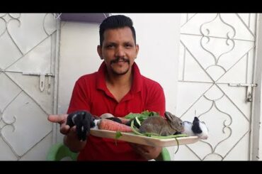 Survived baby Rabbits feeding & Care Tips | Part 2 | PBI Official