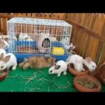 Rabbits baby cute, small rabbits. Lovely rabbit, animals film. Wow! alot of Rabbits. Con thỏ, กระต่า