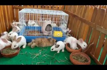 Rabbits baby cute, small rabbits. Lovely rabbit, animals film. Wow! alot of Rabbits. Con thỏ, กระต่า