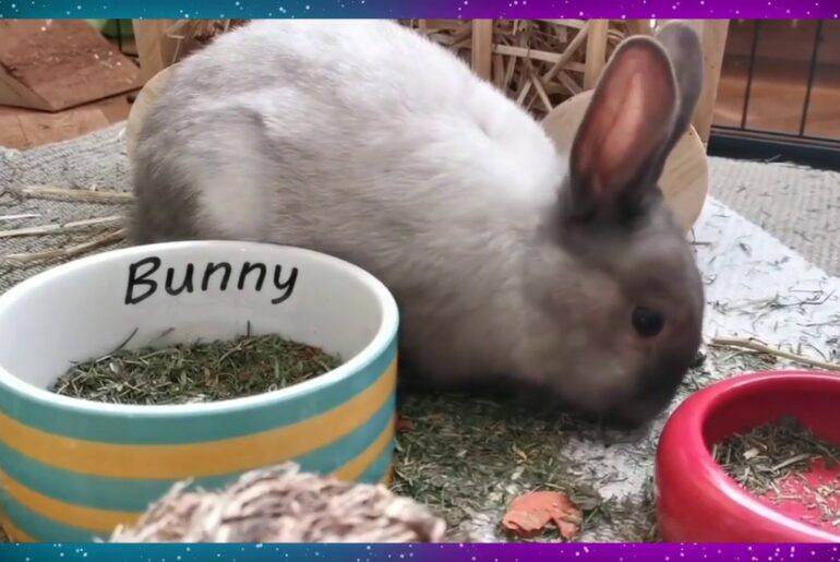 Rabbit cute Eating 🐰 compilation | முயல் உணவு 🔥  muyal bunny Safe food®™