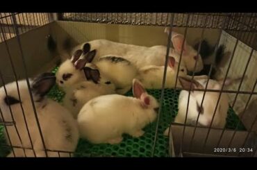 Rabbit baby. not COVID-19. Nice Rabbits baby, the small rabbits. animals film.