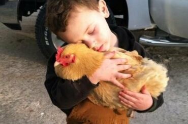 TRY NOT TO LAUGH MOST Crazy Chicken Trolling Babies and Kids 🐓 Funny Babies and Pets #2