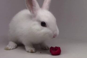 Bunny Eating Raspberries! Super Cute!