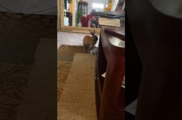 Cute bunny taking a bath