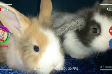 2 Cute Baby Bunnies Day 34 (DOB: Jan 30, 2020) - Bongskie Rabbitry Cebu - Bisdak Edition