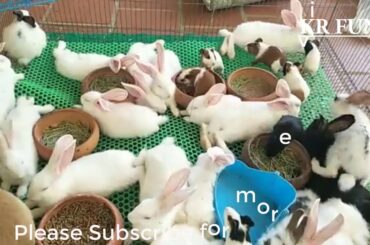 cute rabbit videos by Cambodia farming