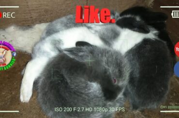 5 Cute Baby Bunnies Day 13 (DOB: February 21, 2020) - Bongskie Rabbitry Cebu - Bisdak Edition