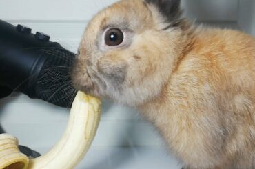 Rabbit Banana ASMR Eating Sounds Cute Bunny / my Pets ASMR