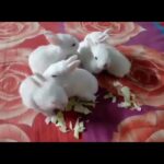 Cute Baby Rabbits Eat Cabbage..