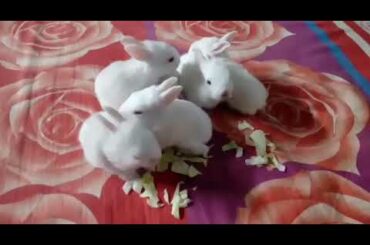 Cute Baby Rabbits Eat Cabbage..