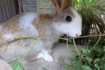 Very cute Rabbit | Rabbit eats grasses and morning glory | Lovely Bunny | WeLoveRabbit