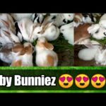 Rabbits ki Pehli Successful Breeds | Baby Bunnies | Rabbits Farming