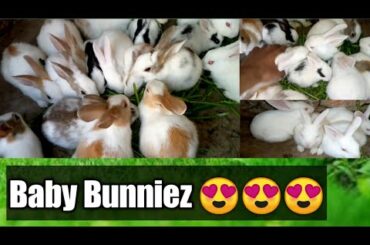 Rabbits ki Pehli Successful Breeds | Baby Bunnies | Rabbits Farming