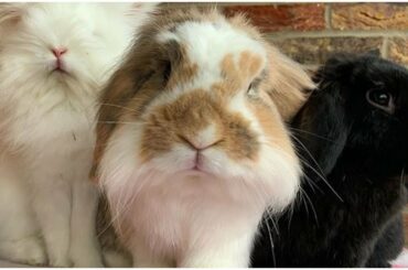 World Most Beautiful Rabbits - Cute Animals Videos 2020