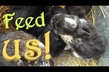 Mamas Feed 14 Two and a Half Week Old Baby Bunnies