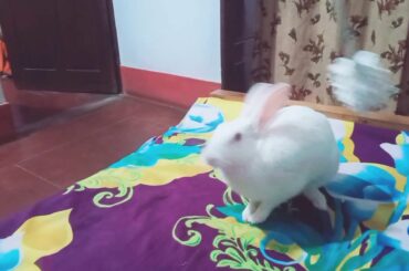 Rabbit playing with us . Most cute video of rabbit while playing with us. 🐇🐇🐰😘😘🥰