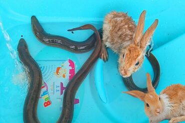 Baby Bunny Takes a Bath with Yellow Monster Eel Fish (ORIGINAL VIDEO)
