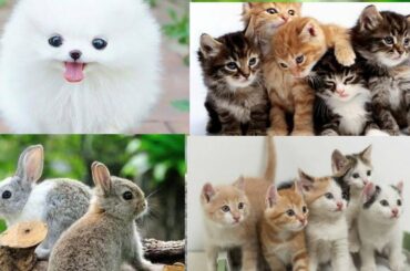 Cute Puppies, Dogs,love birds & funny cat Babies Playing with rabbits || Akira Talks