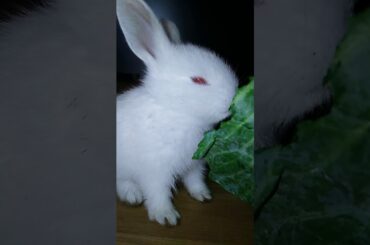 Funny and Cute Baby Bunny Rabbit Videos - Baby Animal Video Compilation