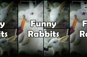 Cute rabbits eating/ couple rabbits-Funny video