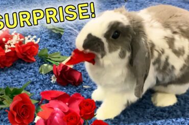I Surprised my rabbit on Valentine's Day - Rabbit Eating Rose Flowers