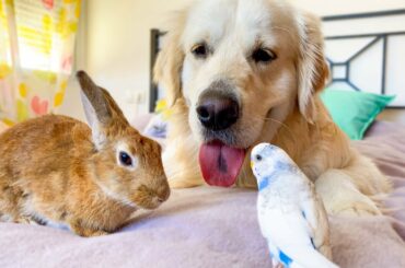 Dog, Rabbit and Budgie - Cute Friends
