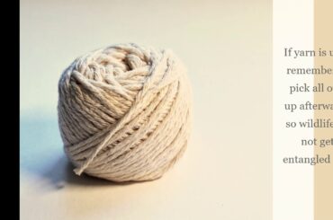 What to do if you find a Wild Baby Bunny Rabbit