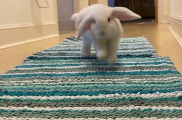 Bunny Muffin Says Hi