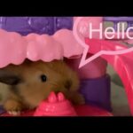 #rabbit #play #baby #castle                       Peanut the little rabbit plays with a castle