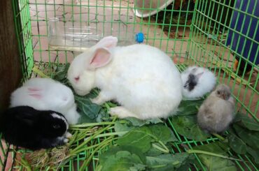 Cute Rabbits Eating - Rabbits Videos - Rabbits Eating - Rabbits - Rabbits 2020