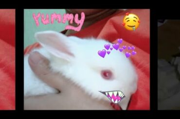 Feeding time for my Rabbit  #rabbit