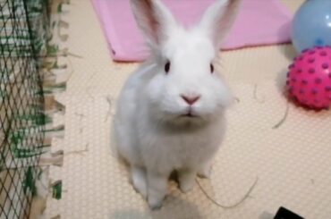 Conejito Feliz en su Parquecito o Corralito Casero. Cute Bunny Playing, Happy Park.