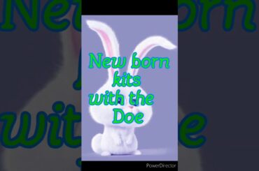 Cute new born bunnies